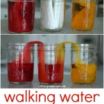 Walking-Water-Kids-Science-Experiment1